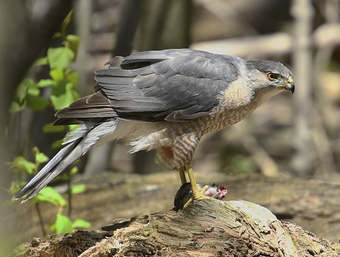 9. Hawk is a predatory bird known for its sharp eyesight and powerful hunting skills.