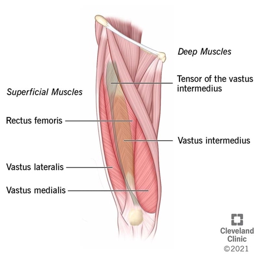 Quadriceps are the large muscles in the front of the thighs.